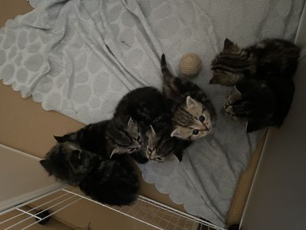 Süße BKH kitten Berlin