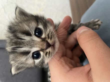 Süße BKH kitten Berlin