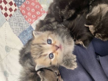 Süße BKH kitten Berlin