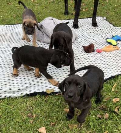 Dogge-Weimaraner-Ridgeback