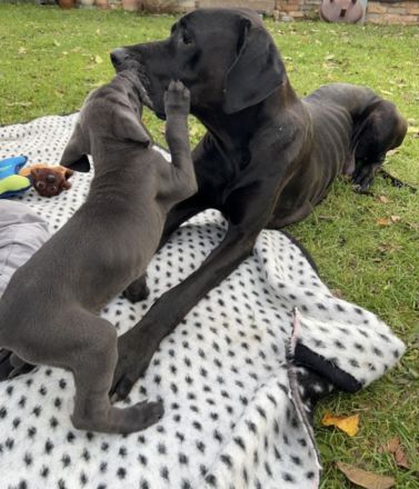 Dogge-Weimaraner-Ridgeback
