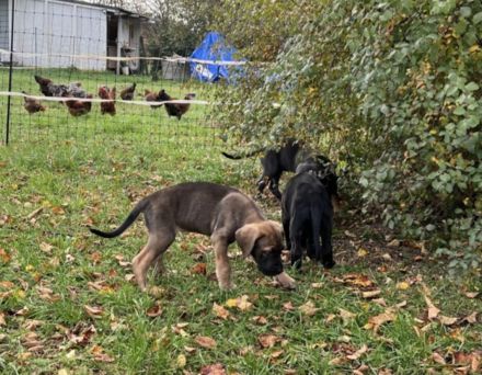 Dogge-Weimaraner-Ridgeback