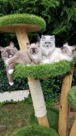 Ragdolls mit Stammbaum