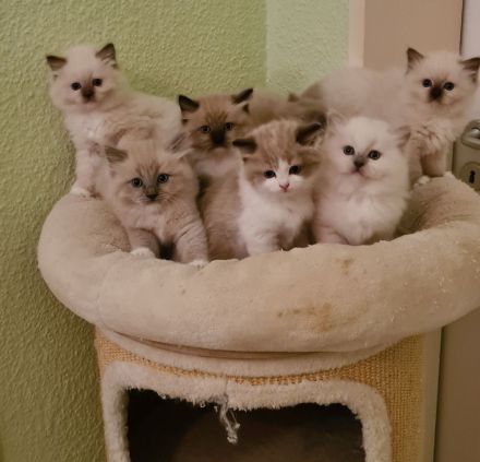 Ragdolls mit Stammbaum