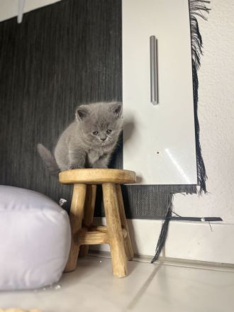 Süße BKH Kitten