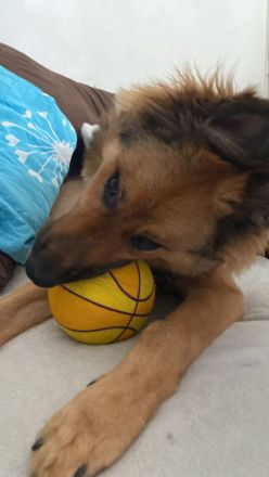 Schäferhüttemischling