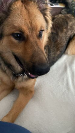 Schäferhüttemischling