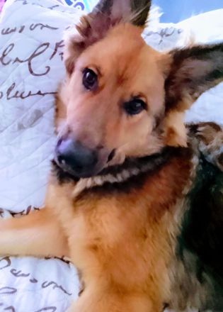 Schäferhüttemischling