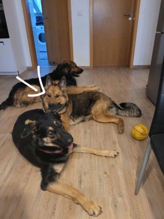 Schäferhüttemischling