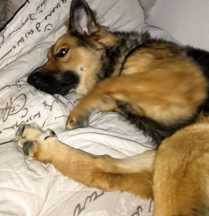 Schäferhüttemischling