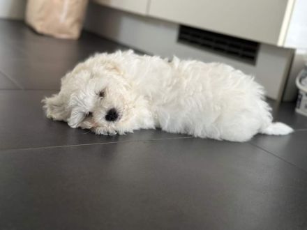 Süße kleine Mädchen Bichon Frise