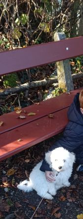 Süße kleine Mädchen Bichon Frise