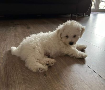 Süße kleine Mädchen Bichon Frise