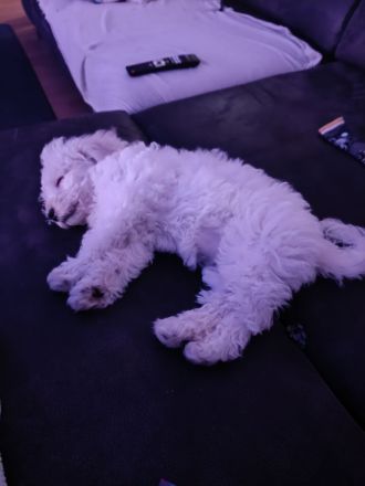 Süße kleine Mädchen Bichon Frise