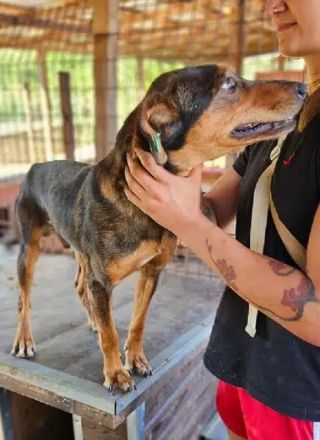 GAROU ca. 3-jähriger, hübscher, lieber Rüde, ca. 50 cm, wartet auf das große Abenteuer Leben