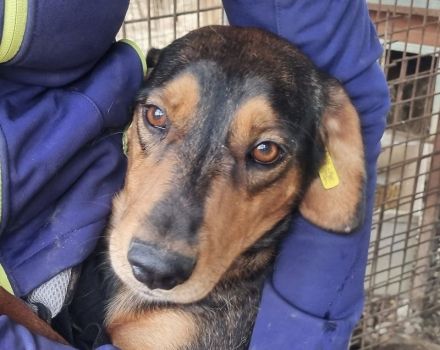 GAROU ca. 3-jähriger, hübscher, lieber Rüde, ca. 50 cm, wartet auf das große Abenteuer Leben