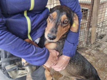 GAROU ca. 3-jähriger, hübscher, lieber Rüde, ca. 50 cm, wartet auf das große Abenteuer Leben