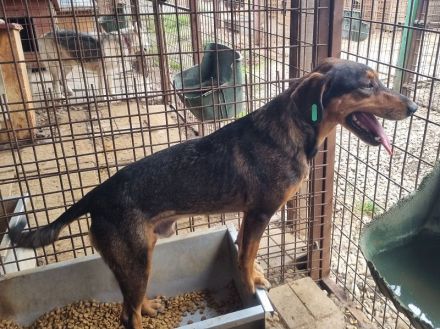 GAROU ca. 3-jähriger, hübscher, lieber Rüde, ca. 50 cm, wartet auf das große Abenteuer Leben