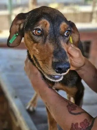 GAROU ca. 3-jähriger, hübscher, lieber Rüde, ca. 50 cm, wartet auf das große Abenteuer Leben