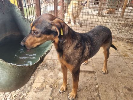 GAROU ca. 3-jähriger, hübscher, lieber Rüde, ca. 50 cm, wartet auf das große Abenteuer Leben