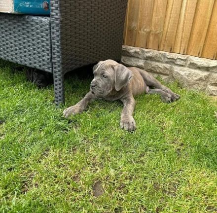 Bezaubernde Cane Corso welpen