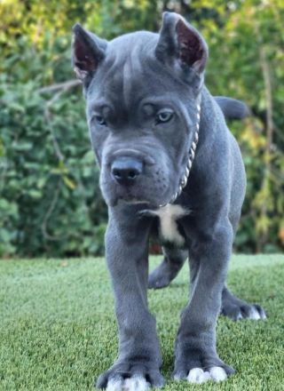 Bezaubernde Cane Corso welpen