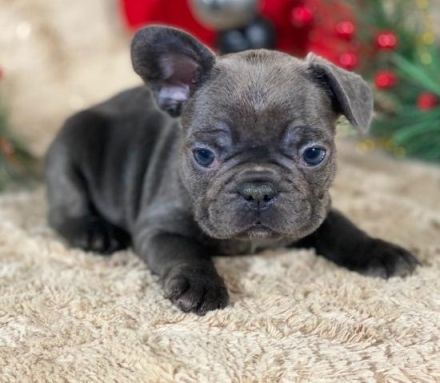 Französische Bulldogge Welpen