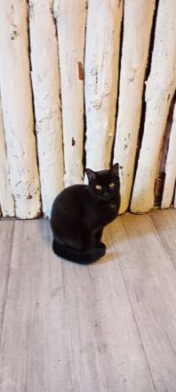 BKH Kater sucht neue Zuhause