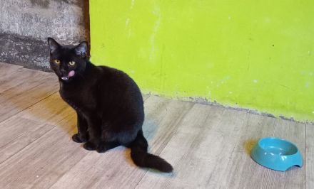 BKH Kater sucht neue Zuhause