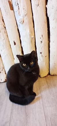 BKH Kater sucht neue Zuhause