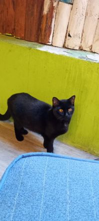 BKH Kater sucht neue Zuhause