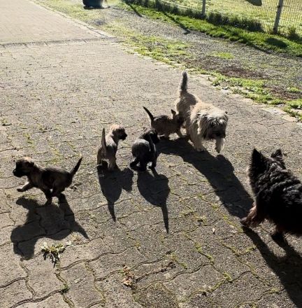 Cairn-Terrier-Welpen aus VDH-/KfT-Zucht zu verkaufen