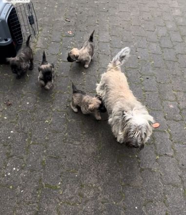 Cairn-Terrier-Welpen aus VDH-/KfT-Zucht zu verkaufen