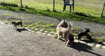 Cairn-Terrier-Welpen aus VDH-/KfT-Zucht zu verkaufen