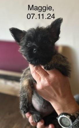 Cairn-Terrier-Welpen aus VDH-/KfT-Zucht zu verkaufen