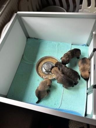 Cairn-Terrier-Welpen aus VDH-/KfT-Zucht zu verkaufen