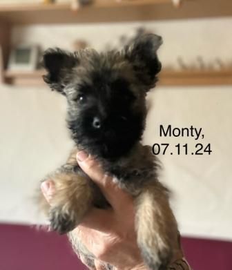 Cairn-Terrier-Welpen aus VDH-/KfT-Zucht zu verkaufen