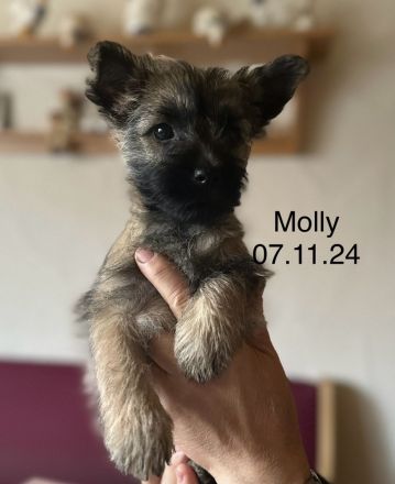 Cairn-Terrier-Welpen aus VDH-/KfT-Zucht zu verkaufen