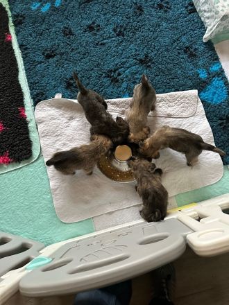 Cairn-Terrier-Welpen aus VDH-/KfT-Zucht zu verkaufen