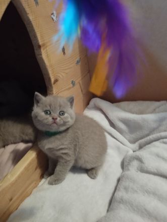 BKH- Kitten mit Stammbaum