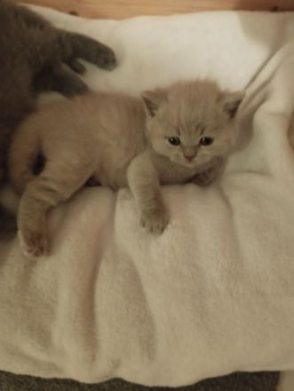 BKH- Kitten mit Stammbaum