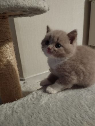 BKH- Kitten mit Stammbaum