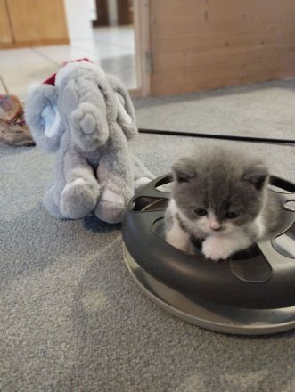 BKH- Kitten mit Stammbaum