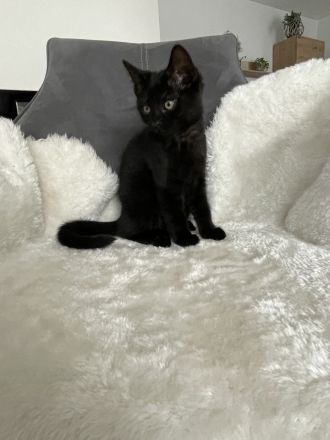 Neva Masquarade MixKitten