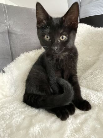 Neva Masquarade MixKitten