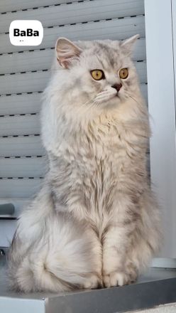 Britisch Kurzhaar und Langhaar Kitten – Liebevoll aufgezogen