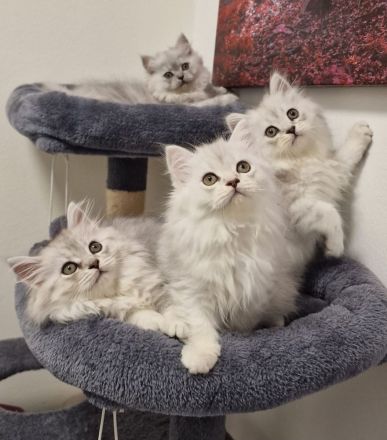 Britisch Kurzhaar und Langhaar Kitten – Liebevoll aufgezogen