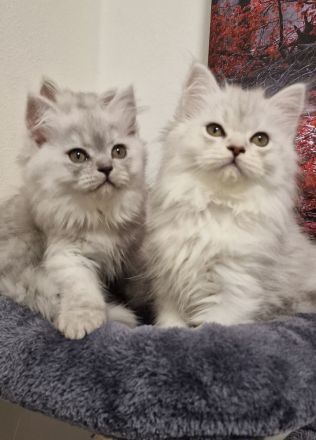 Britisch Kurzhaar und Langhaar Kitten – Liebevoll aufgezogen