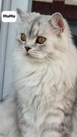 Britisch Kurzhaar und Langhaar Kitten – Liebevoll aufgezogen