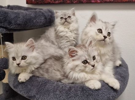 Britisch Kurzhaar und Langhaar Kitten – Liebevoll aufgezogen